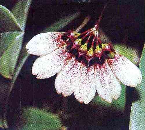 Bulbophyllum gamosepalum
